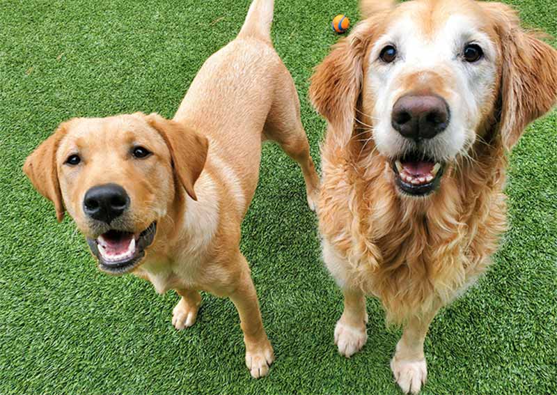 Carousel Slide 3: Dog veterinary care