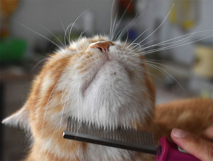 Cat Grooming