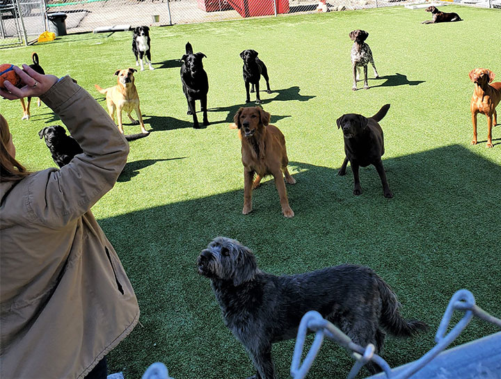 Rowley Doggie Day Care