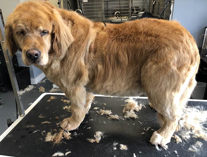 https://muddycreekanimalcare.com/uploads/SiteAssets/29/images/services/rowley-dog-grooming.jpg