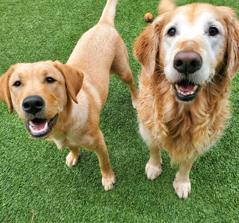 Doggie Day Care